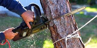 Best Hedge Trimming  in Janesville, CA